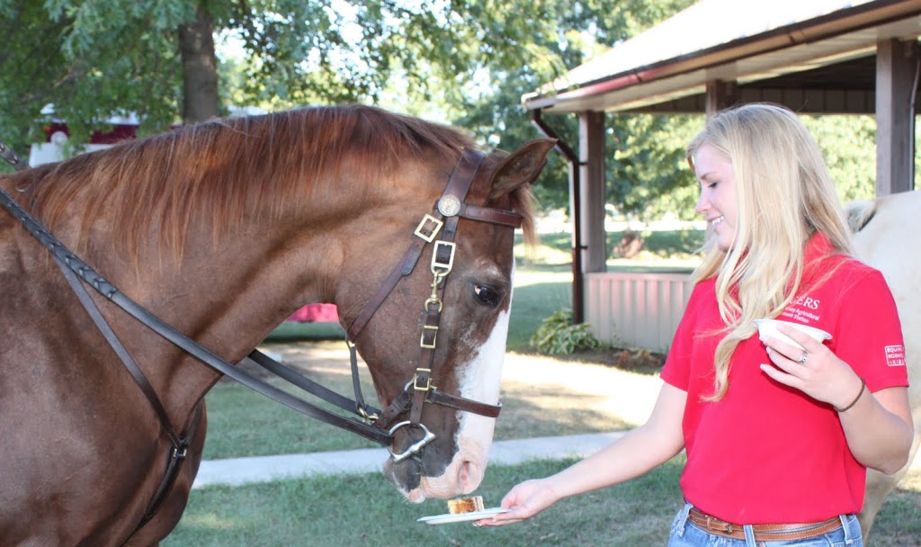 Can Horses Eat Carrot Cake? - Horse Answer