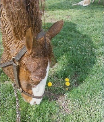 dandelions_042011_crop