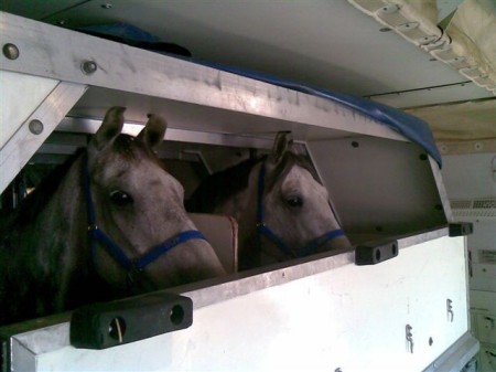 AirFreight_2horses