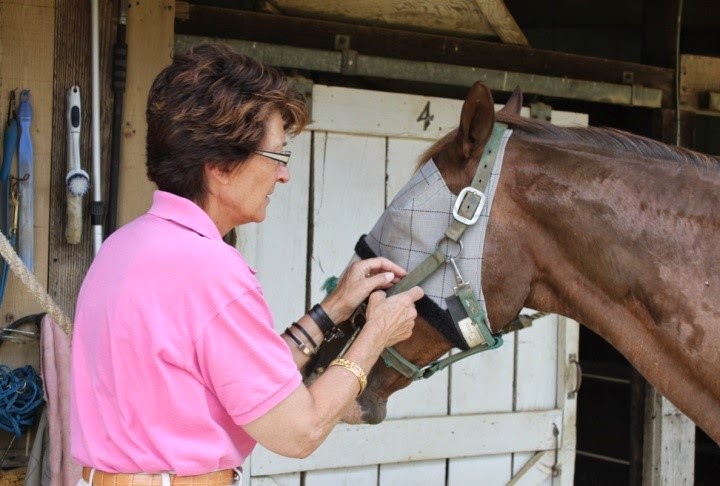 lord-nelson-with-a-fly-mask-on2