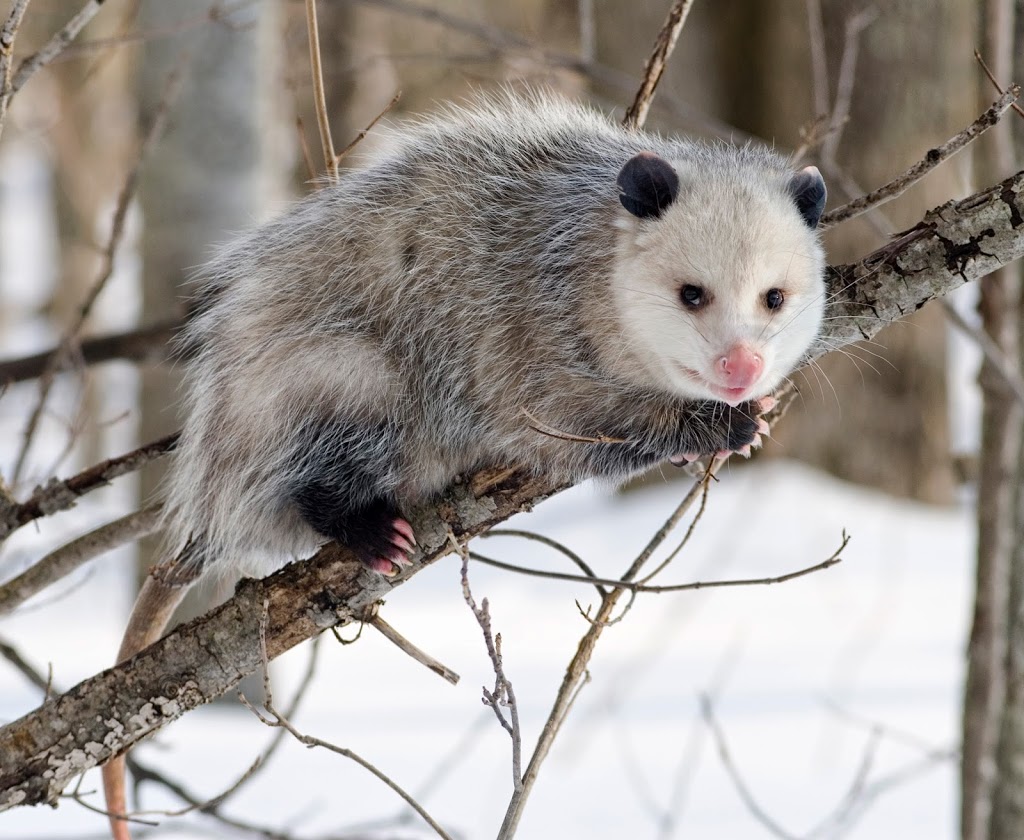 Opossum_2