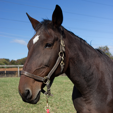 Sponsor a Horse | Equine Science Center