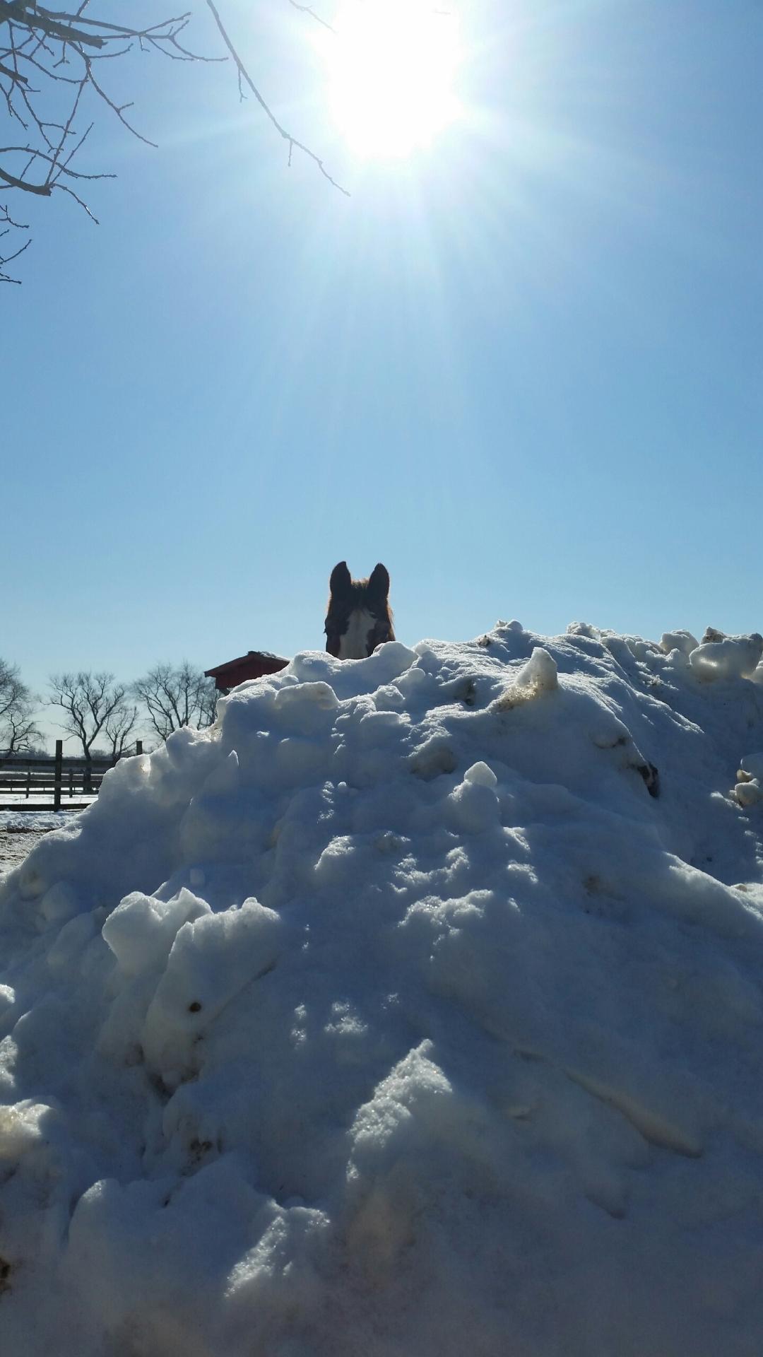 Nelson behind snow