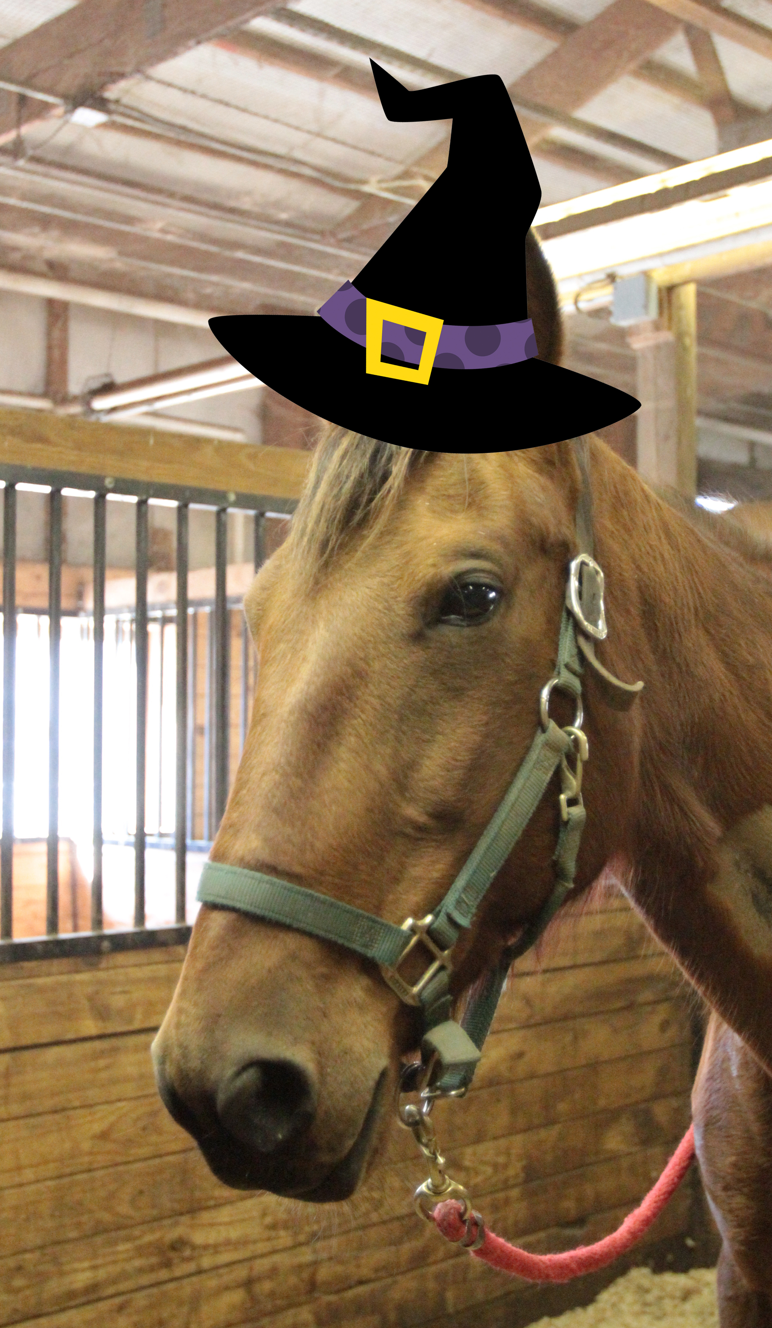 Halloween horse