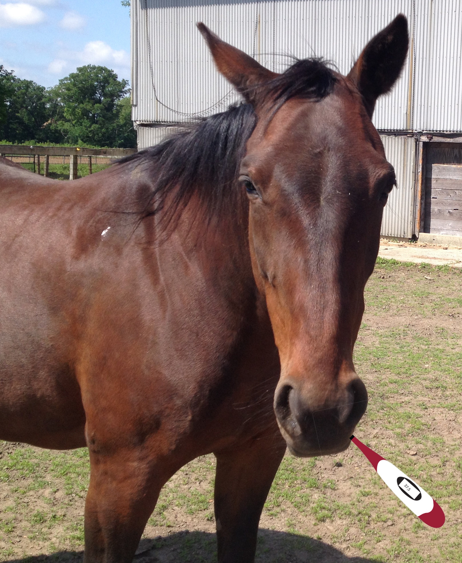 Horse Thermometer