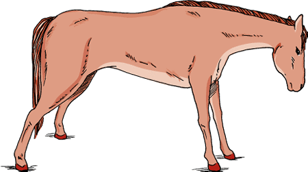 Tetanus horse