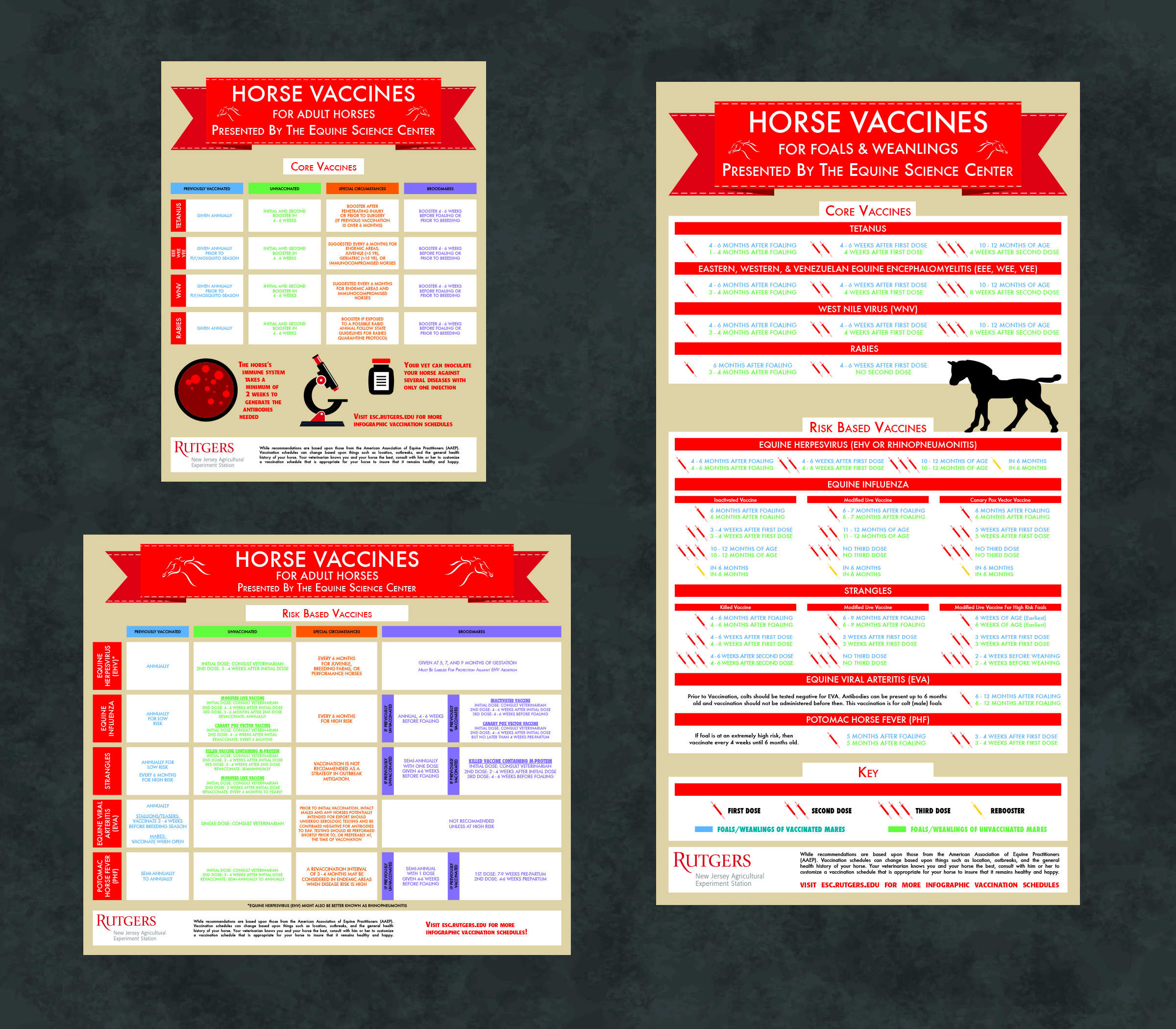 Are You Keeping Up With Vaccinations & Coggins Testing? Equine