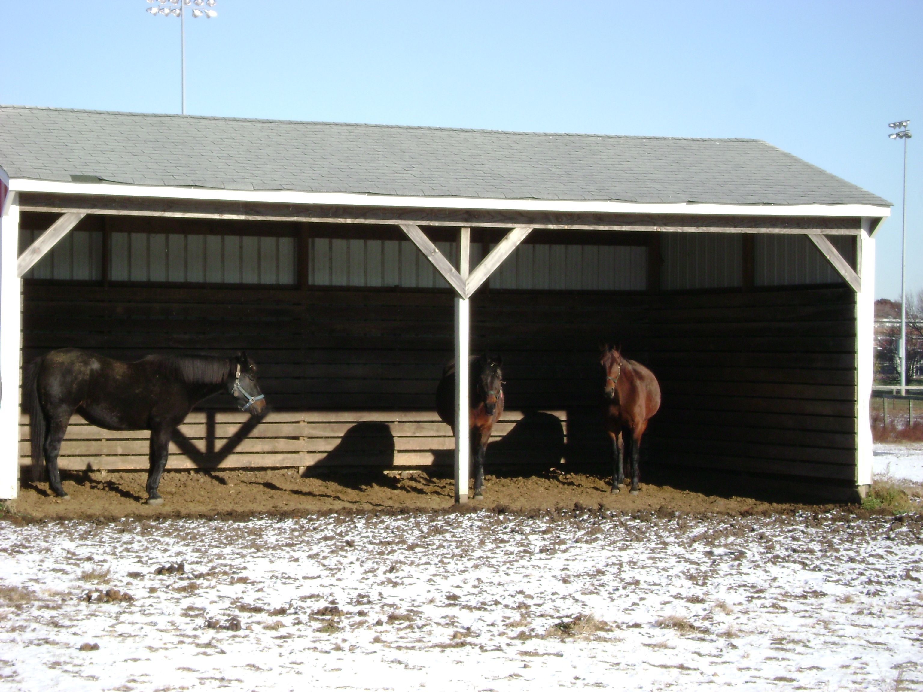 Do horses prefer to be in or out