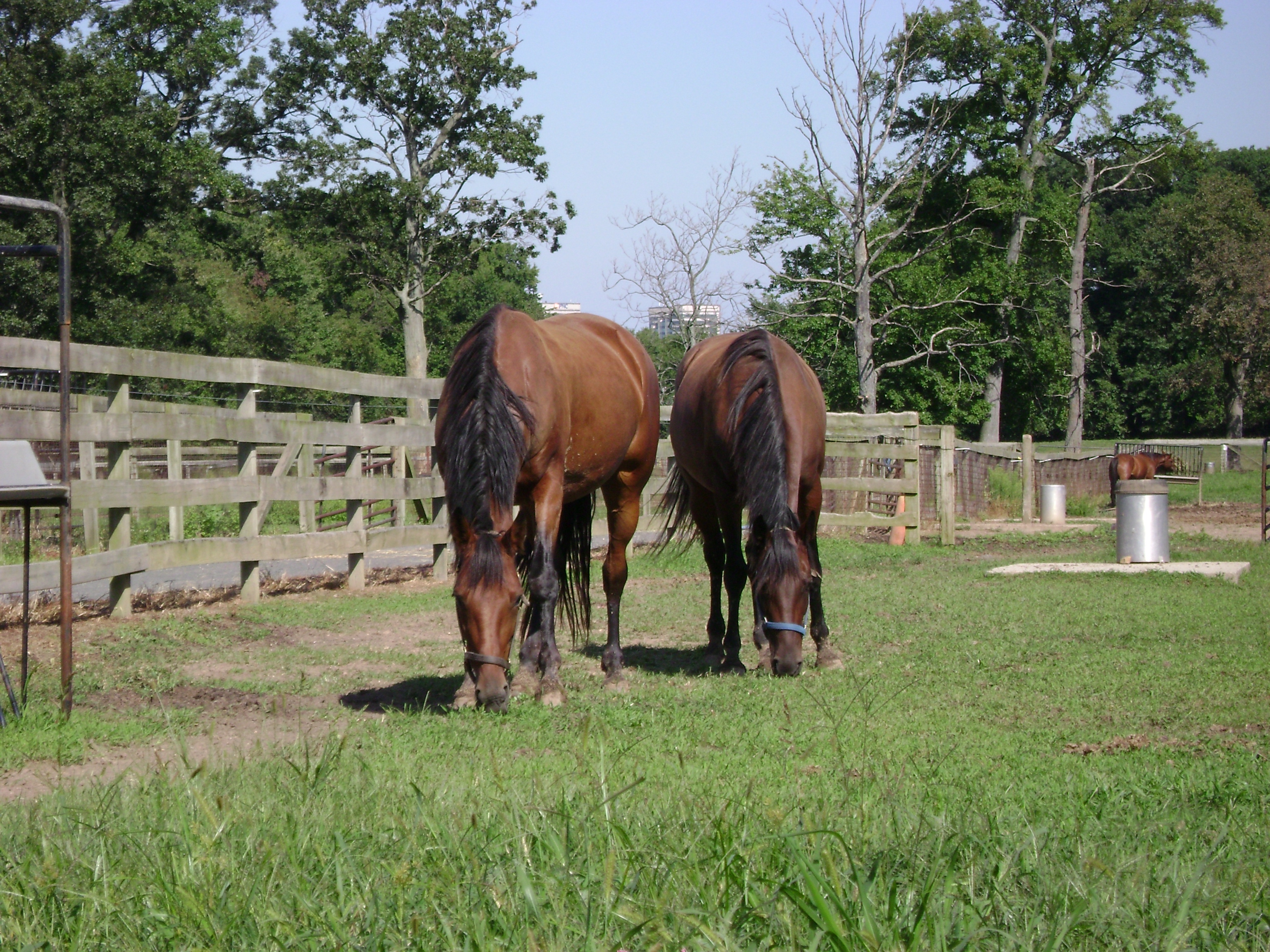 Pixie & Epi Graze