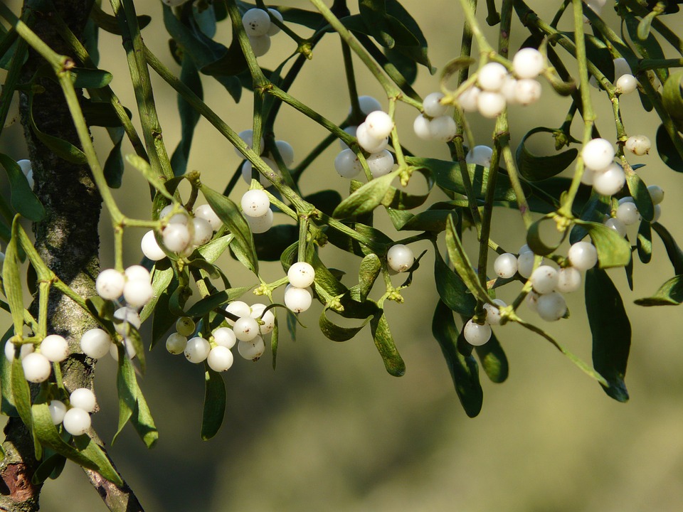 Plant Parasite Green Mistletoe Mistletoe Berries