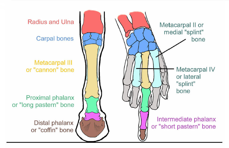 horse skeleton leg