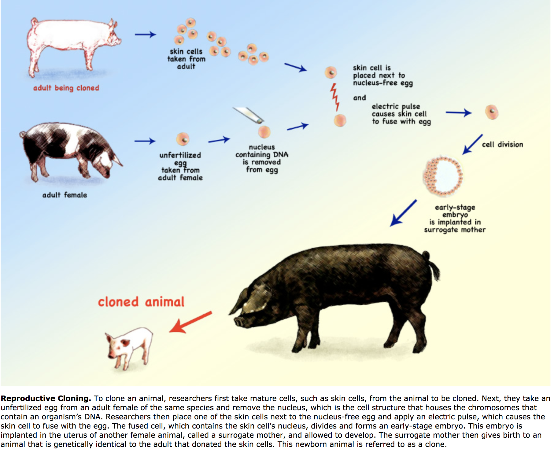 real cloned animals