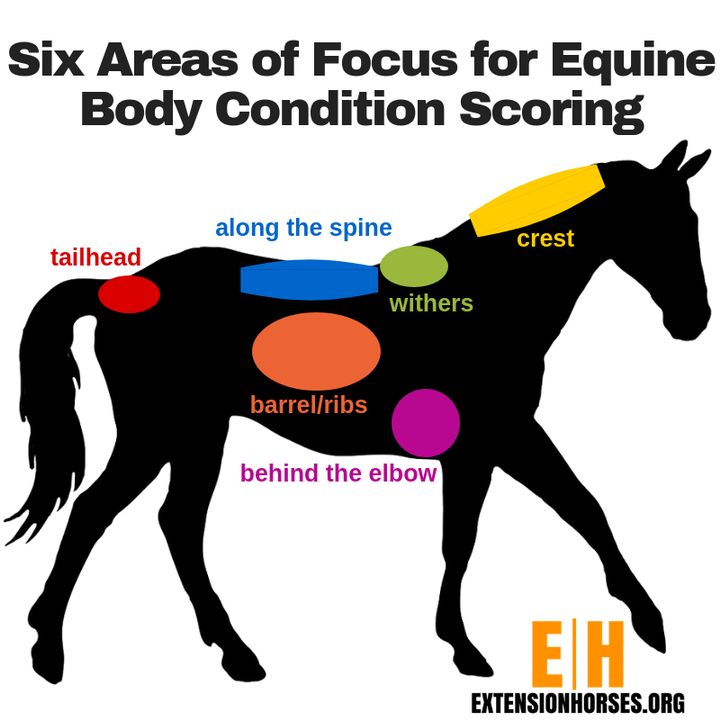 Weight Chart For Horses