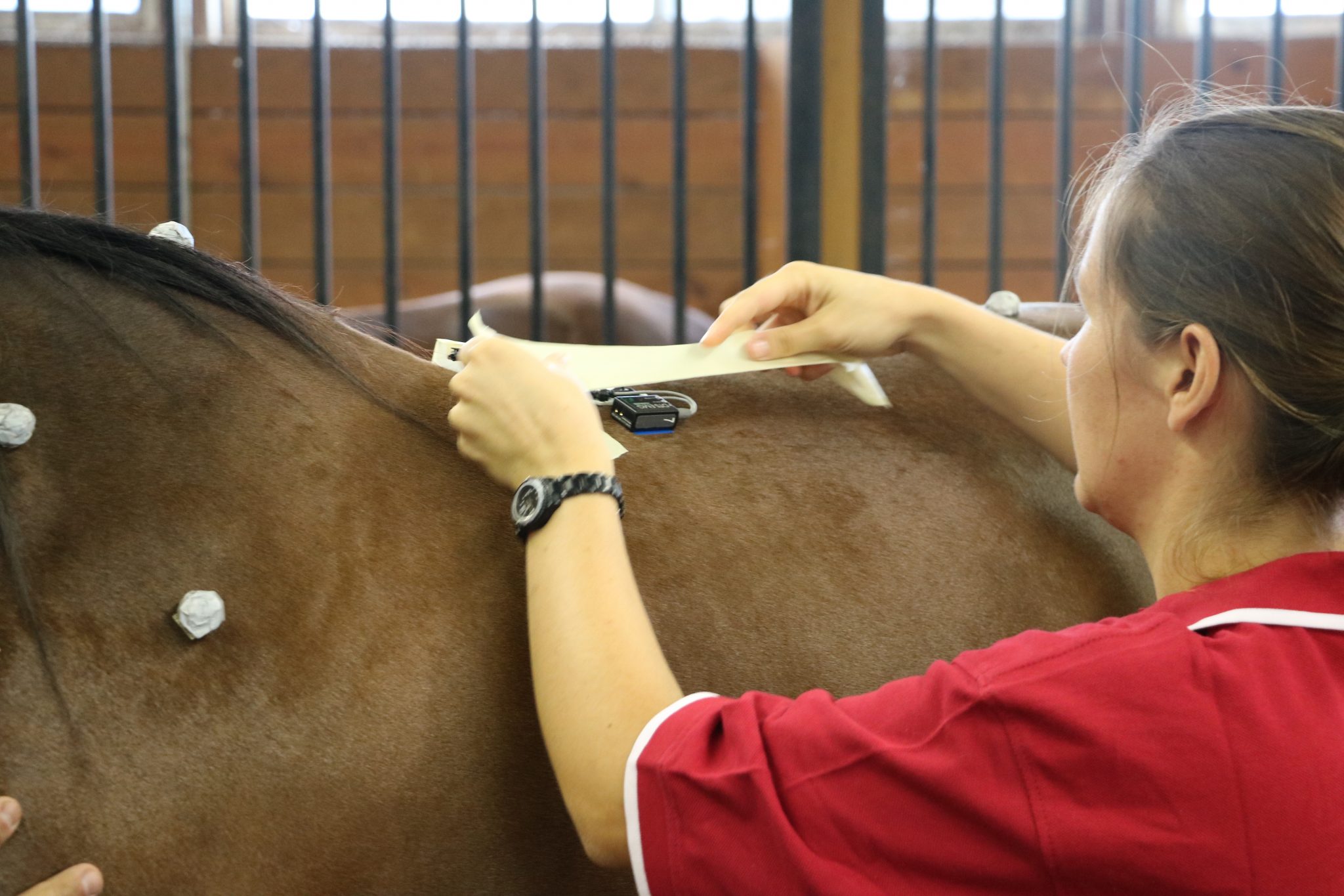 Veterans and Horses Research at the Equine Science Center Equine