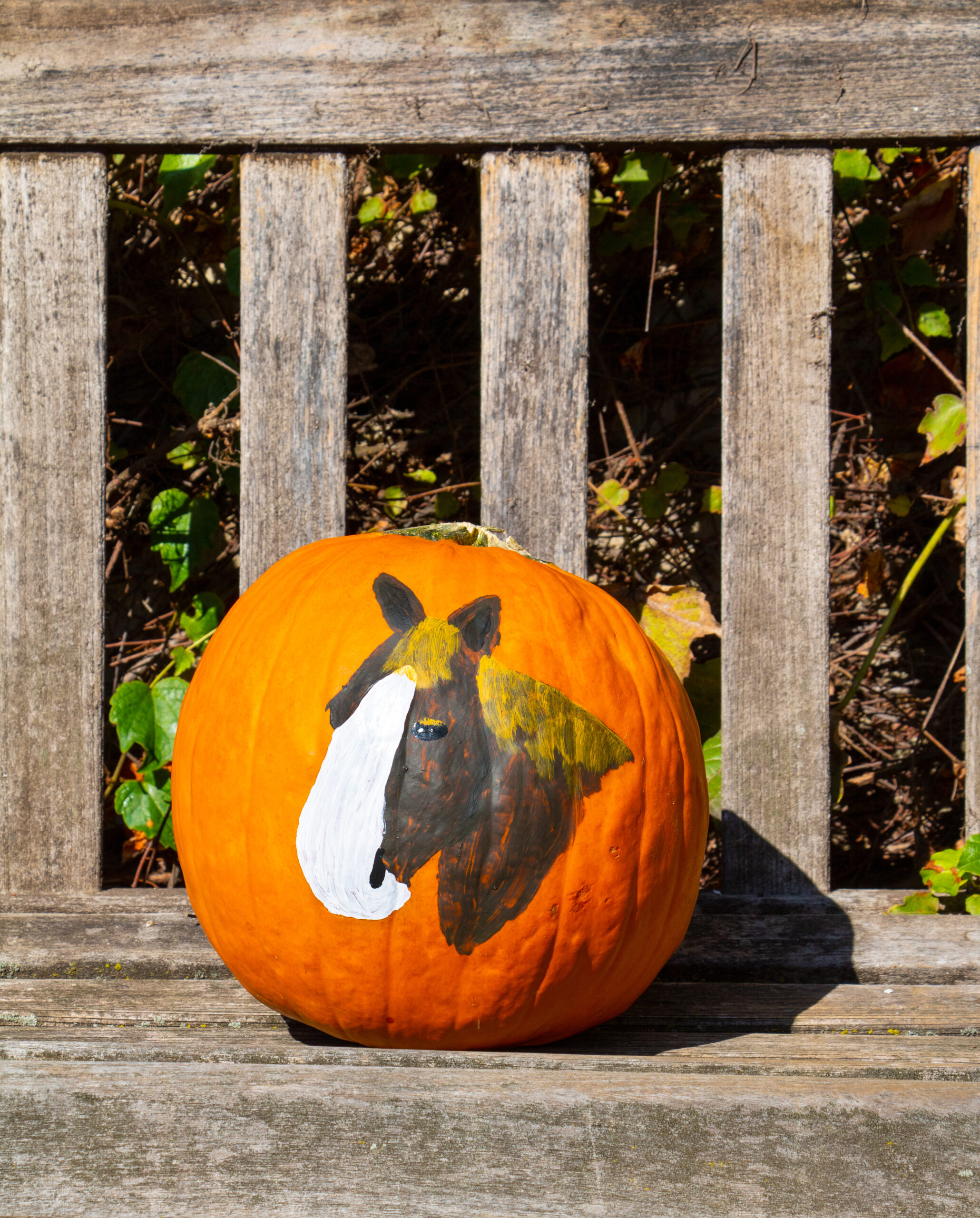 A Little Pumpkin Fun Equine Science Center